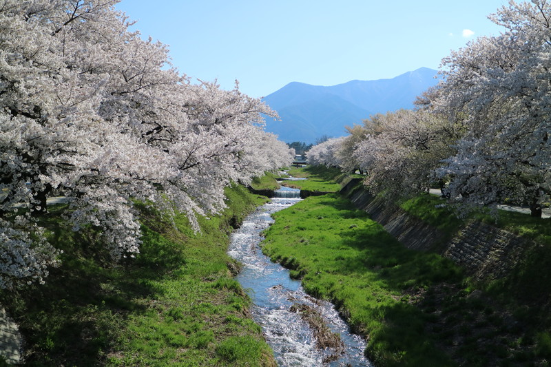 黒沢川両岸の桜