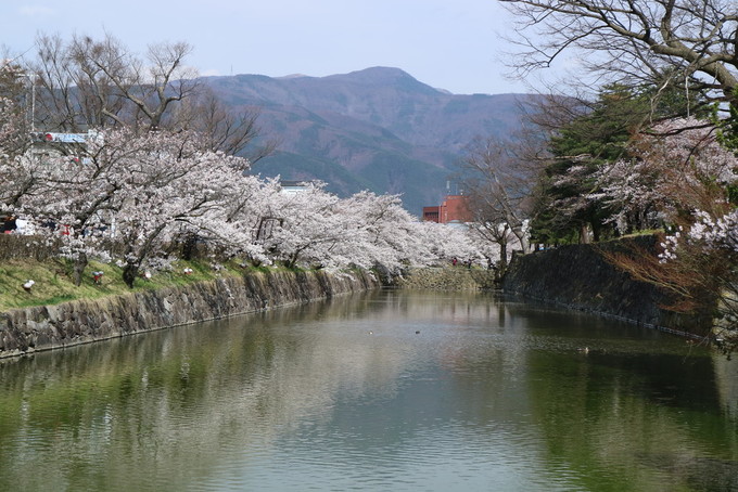 七部咲きの松本城の桜