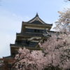 【国宝松本城】多くの観光客で賑わう松本城の桜はまだ七分咲き！