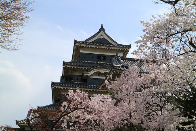 七部咲きの松本城の桜