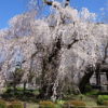 【安養寺のしだれ桜】圧巻！老しだれ桜の巨木から降り注ぐ桜のシャワー