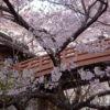 【高遠城址公園】天下第一の桜と称される1500本のコヒガンザクラ