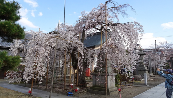 兎川霊瑞寺にある老しだれ桜