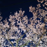 【高遠城址公園の夜桜】ライトアップでより鮮明になる高遠の桜並木