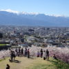 【弘法山公園】山全体が桜の木で埋め尽くされている弘法山古墳