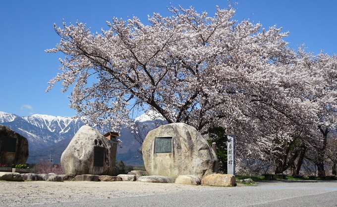 満開の桜と早春賦の碑