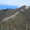 【光城山の昇り竜】山頂まで続く２キロの桜並木はまるで昇り竜