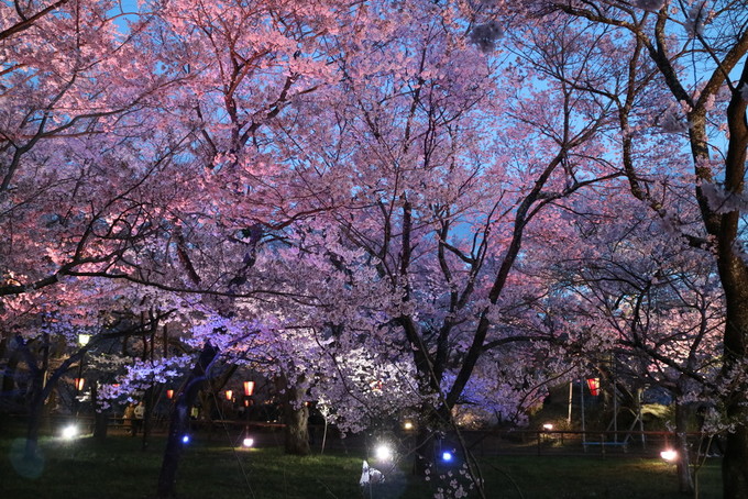 高遠城址公園の夜桜