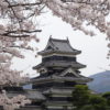 【国宝松本城part２】ようやく桜が満開になった国宝松本城