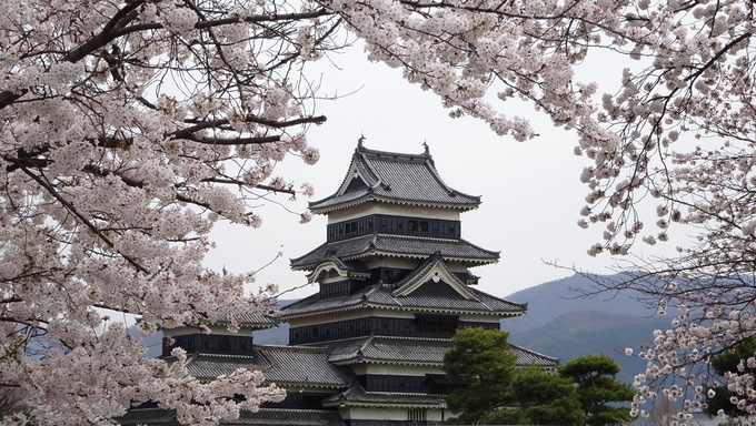満開になった松本城の桜