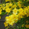 【里山辺の広沢寺】人気のない参道を彩るヤマブキの花