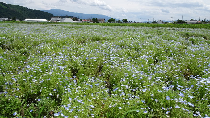 ネモフィラの花 田んぼ一面に広がる水彩画のような淡い青色の花びら