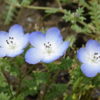 【ネモフィラの花】田んぼ一面に広がる水彩画のような淡い青色の花びら