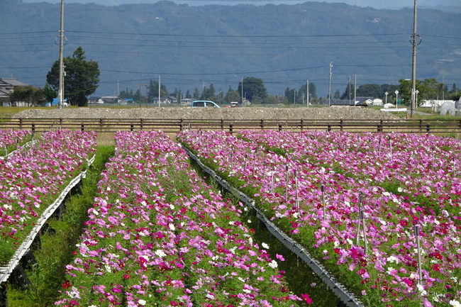 安曇野で見つけた鉢植えのコスモス畑 信州松本移住日記