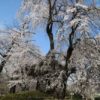 安養寺のしだれ桜を見に今年も行ってきました！