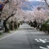 城山公園とその途中に広がる桜のトンネル