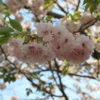 松本市歴史の里の八重桜は今が満開