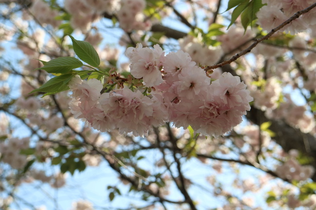 歴史の里の八重桜