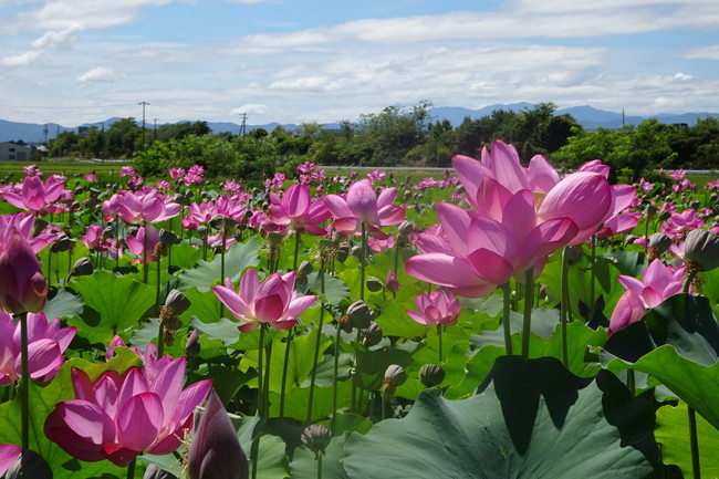 安曇野で節操なく生い茂る蓮の花 移住先の信州松本で田舎暮らし