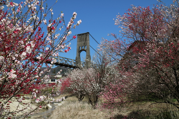桃介橋と桜