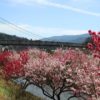 桃介橋と桜