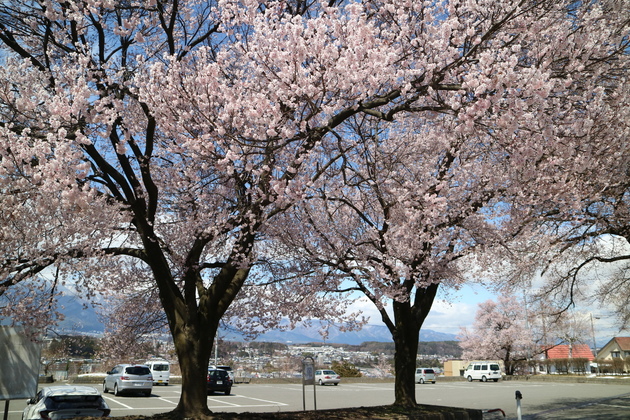 伊那公園の桜