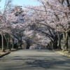 今年も城山公園の桜のトンネルを見に行ってきました！
