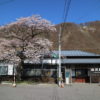 田沢駅の一本桜