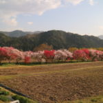 須原発電所近くの桜並木