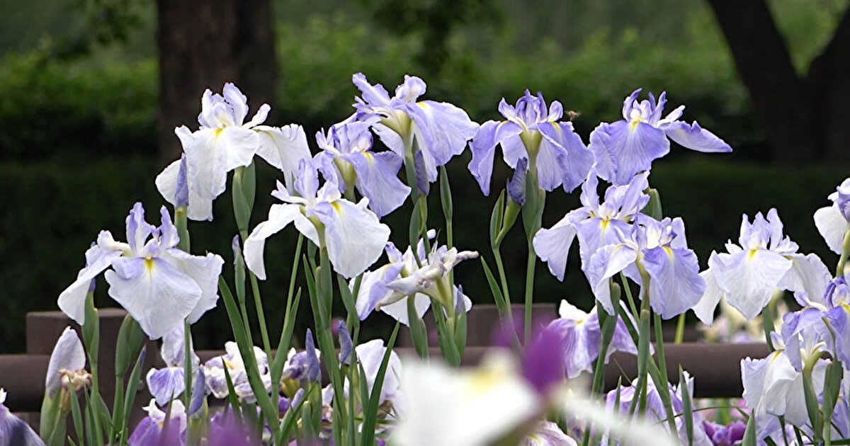 龍門渕公園で咲いた薄紫色のあやめ