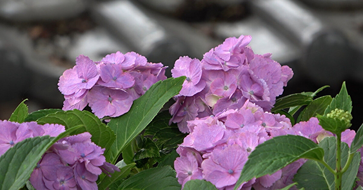 薄紫色のあじさいの花