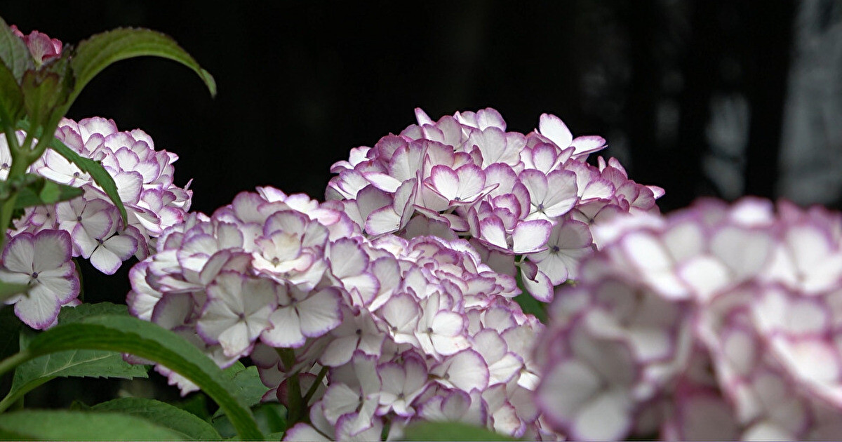 紫色で縁取られた白い花のあじさい