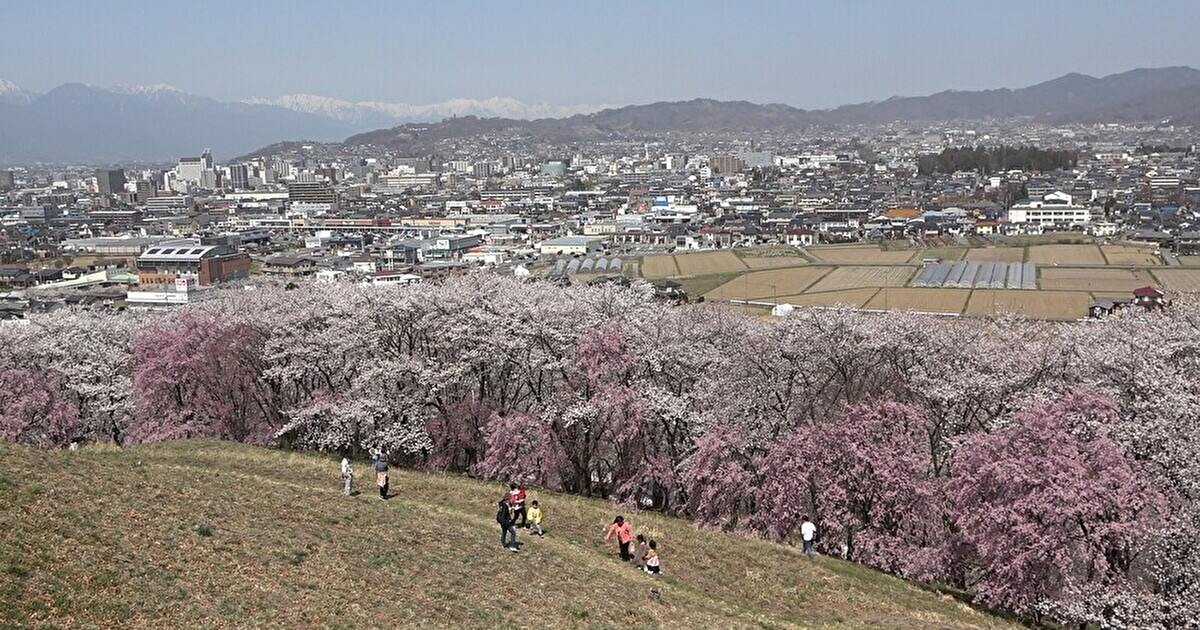 弘法山の山頂から見た松本市内と桜
