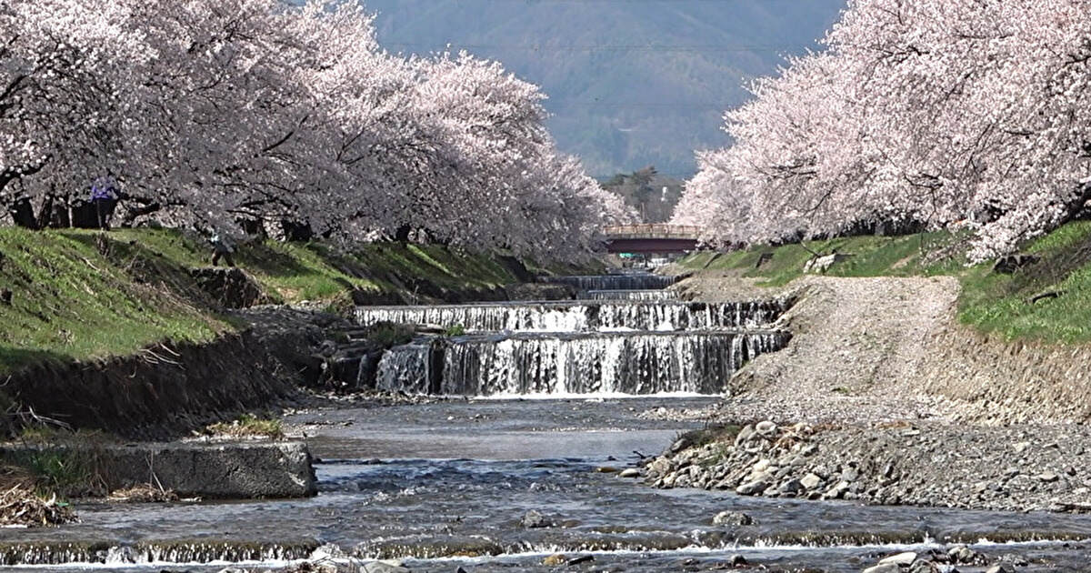 黒沢川の両岸に続く桜並木