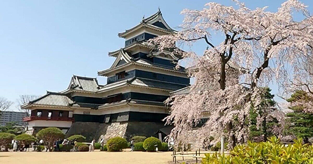 桜が満開になった松本城
