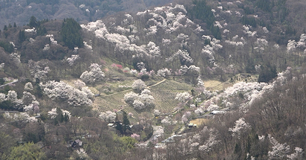 山全体に広がる桜の木