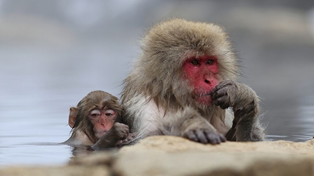温泉に入る猿の親子