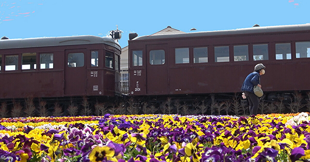 パンジー畑と昔の電車