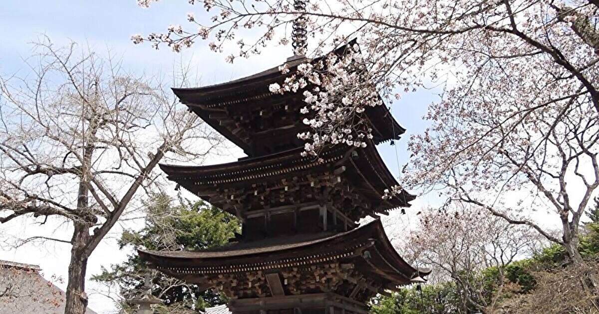 前山寺三重塔と桜