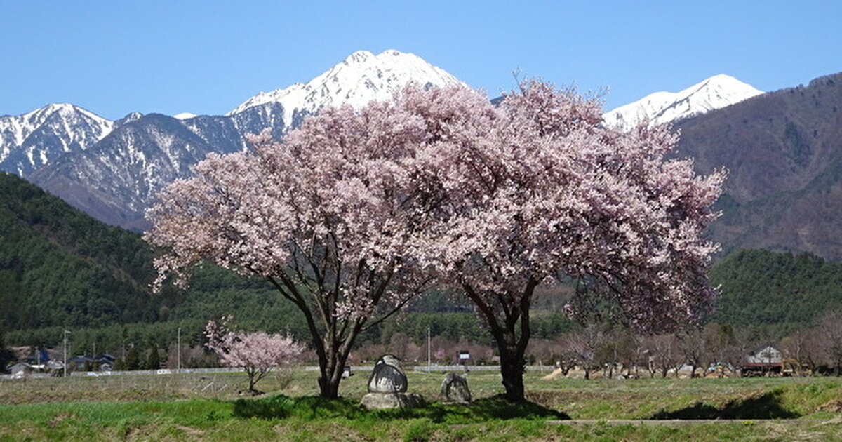 北アルプスを背景に満開の桜の下の道祖神